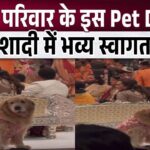 This pet dog became the Nawabi entry in Anant Ambani's wedding