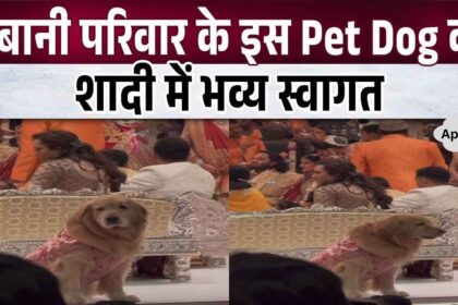 This pet dog became the Nawabi entry in Anant Ambani's wedding