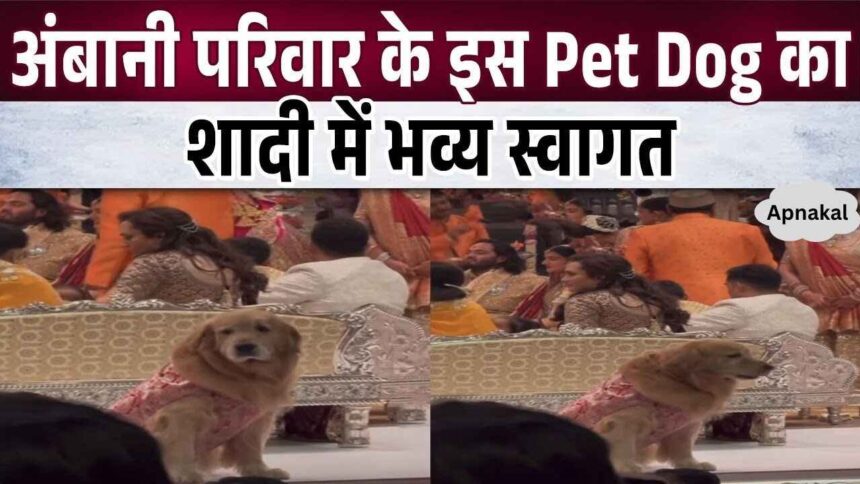 This pet dog became the Nawabi entry in Anant Ambani's wedding